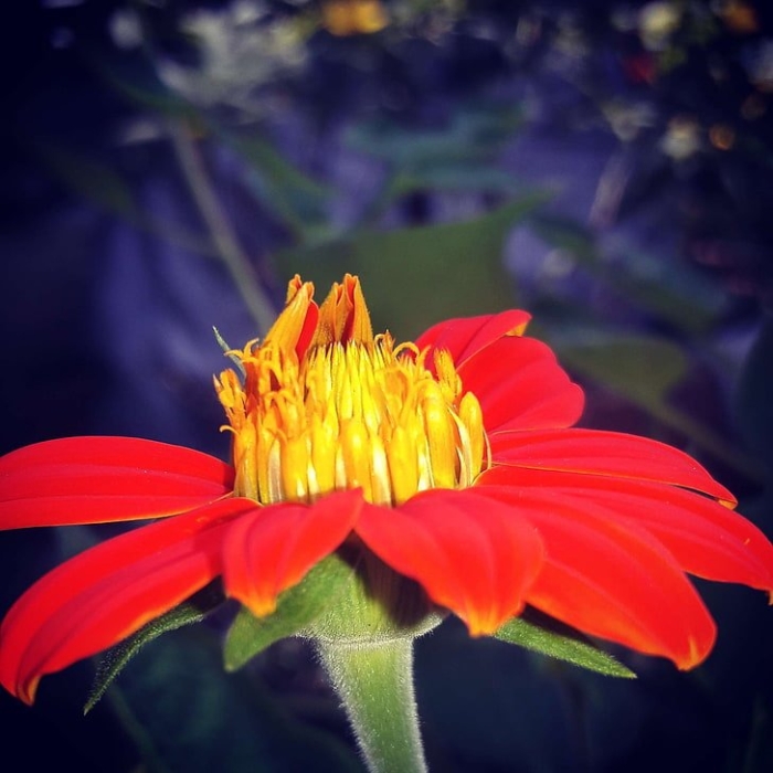 Tithonia rotundifolia