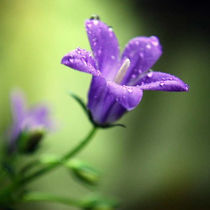 Цветок колокольчик