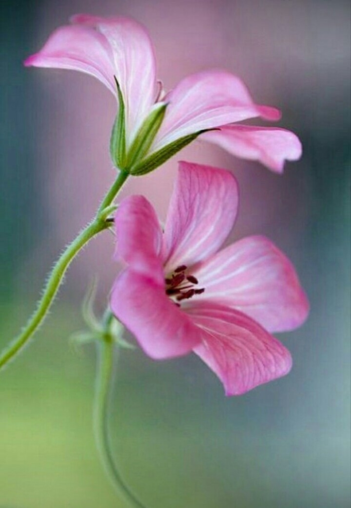 Цветок красивый