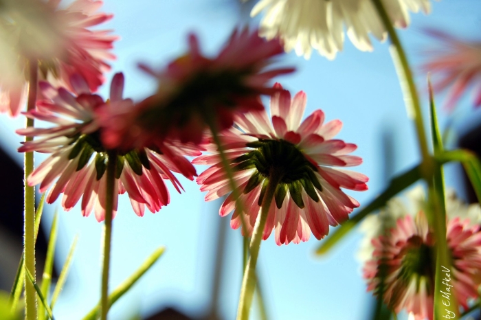 Цветы лепестки