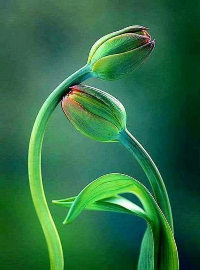 Зеленые цветы