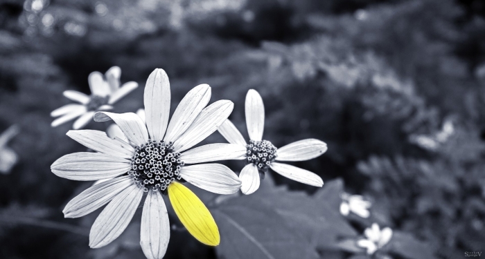 Серые цветы