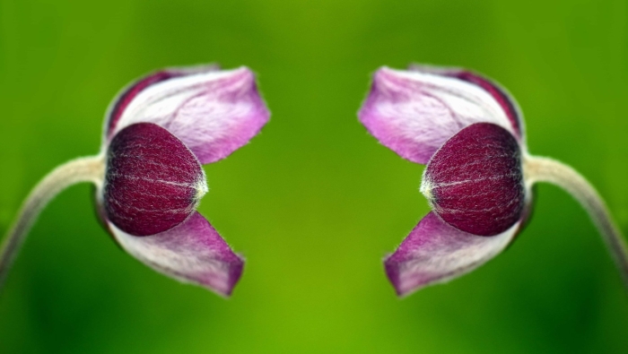 Цветок с лепестками