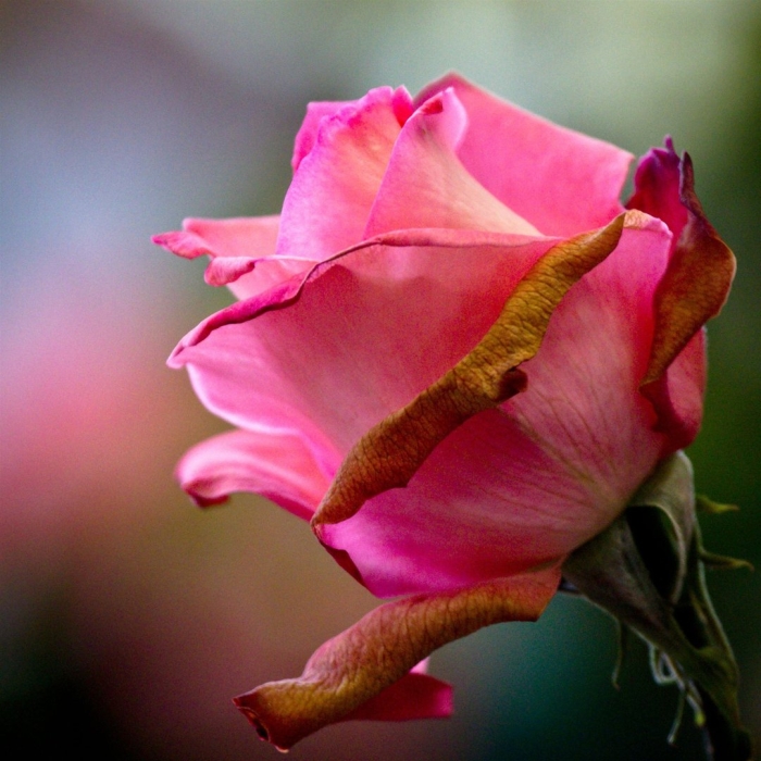 Роза красивая