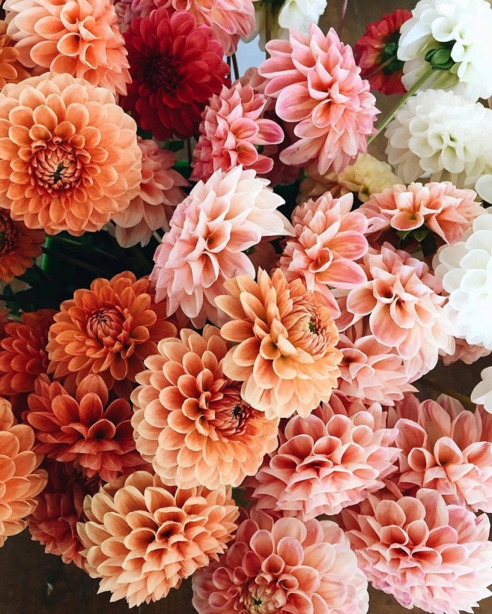 Красивые георгины