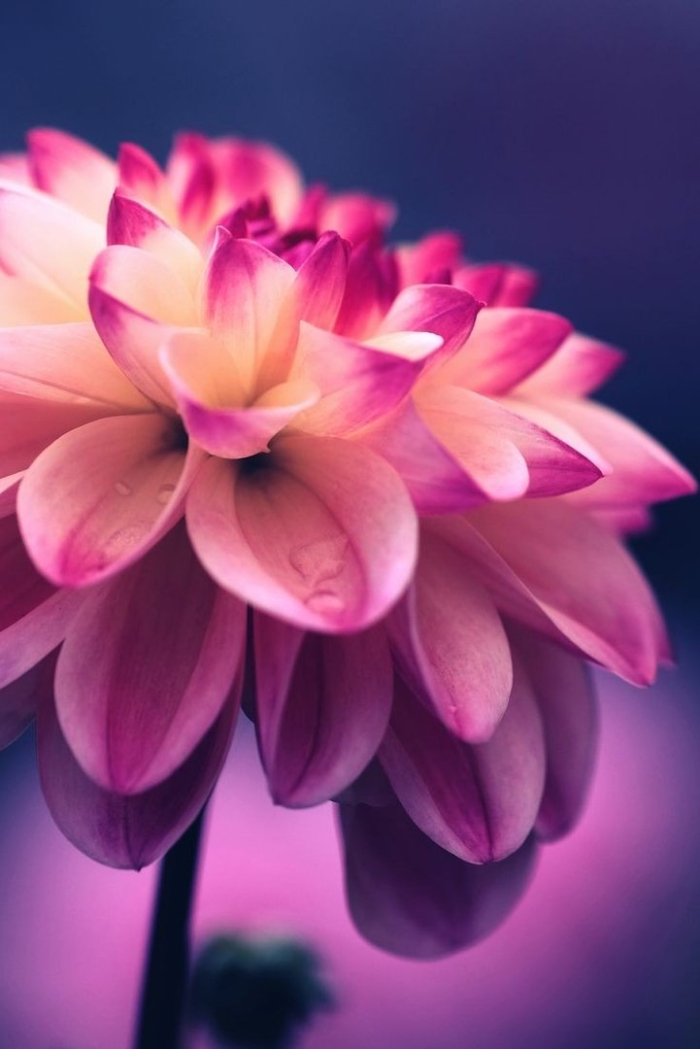 Цветок розовый