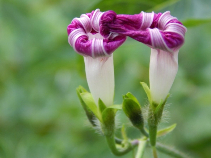 Цветок необычный