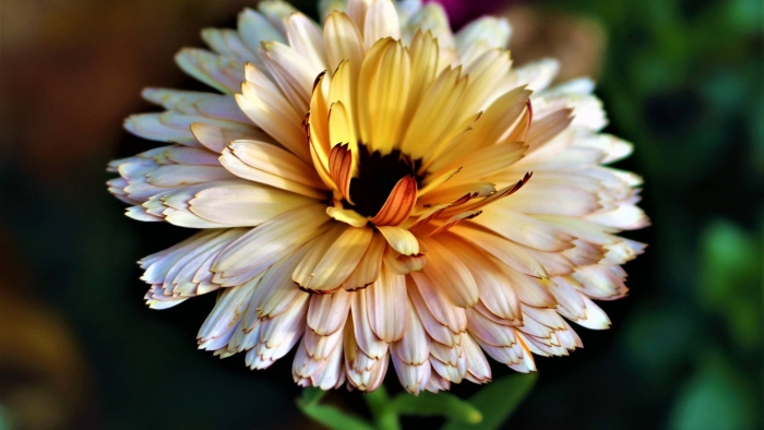 Calendula officinalis