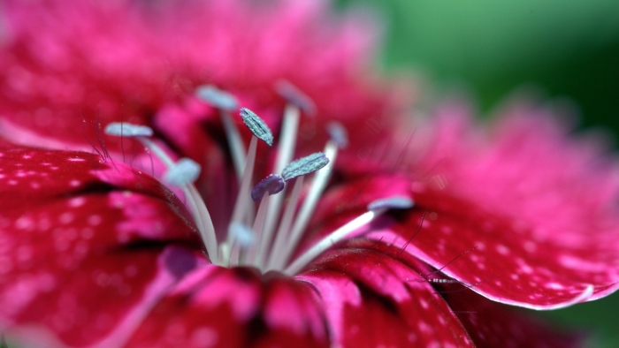 Dianthus chinensis