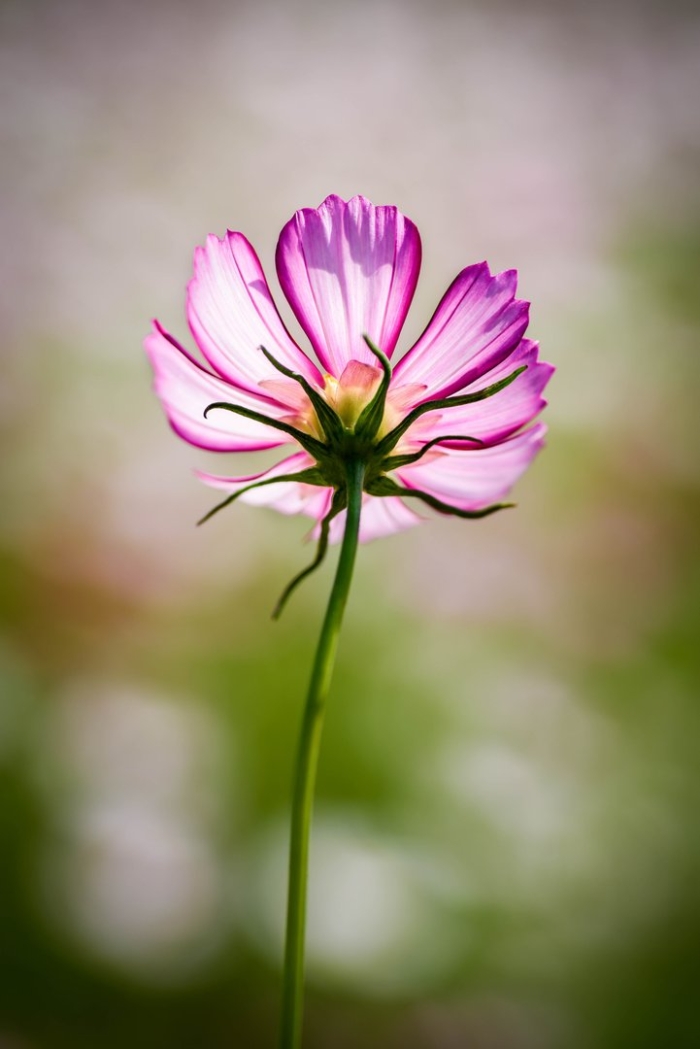 Космея дваждыперистая (cosmos bipinnatus)