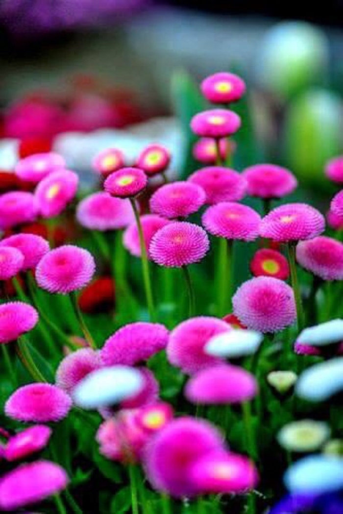 Маргаритка bellis perennis