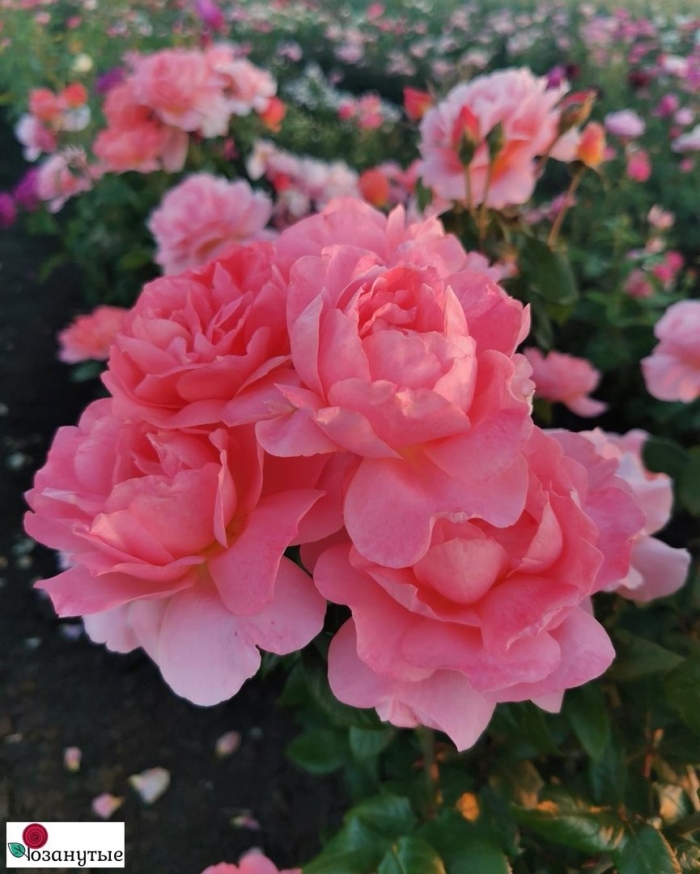 Роза свит фрагранс