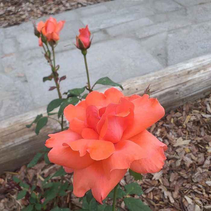 Роза флорибунда