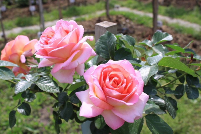 Роза грандифлора эль