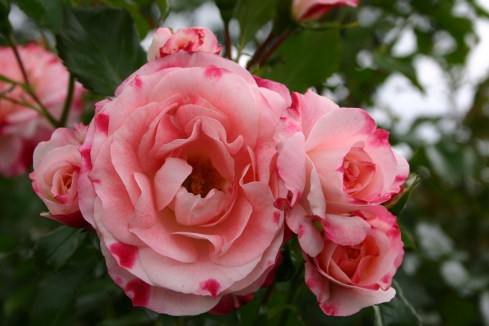 Розенштадт фрайзинг роза