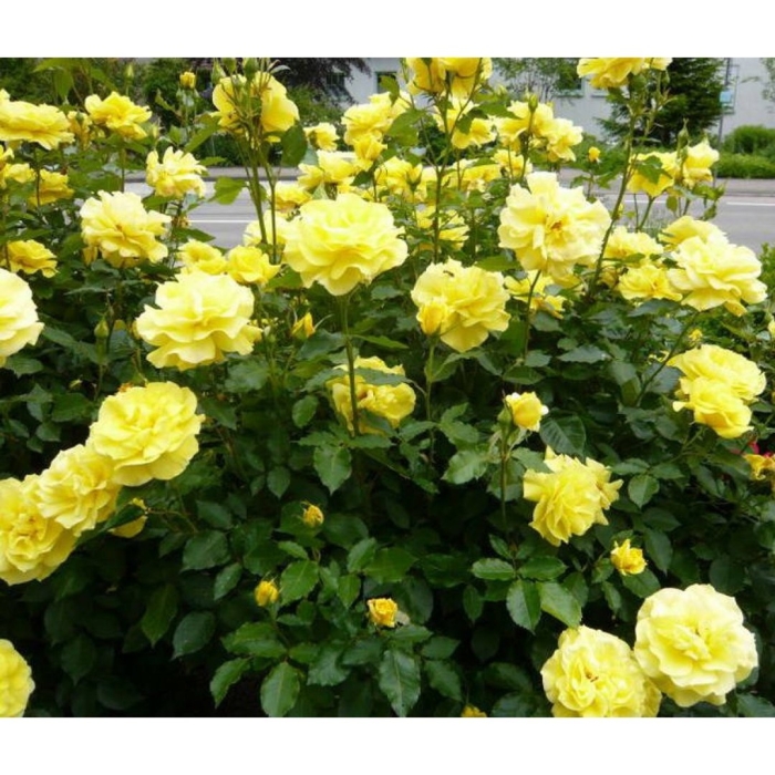 Роза парковая лихткенигин лючия