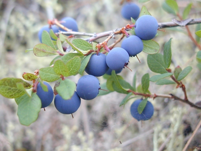 Голубика обыкновенная гонобобель