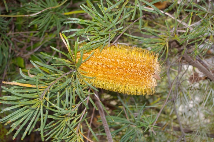 Polyedriopsis spinulosa