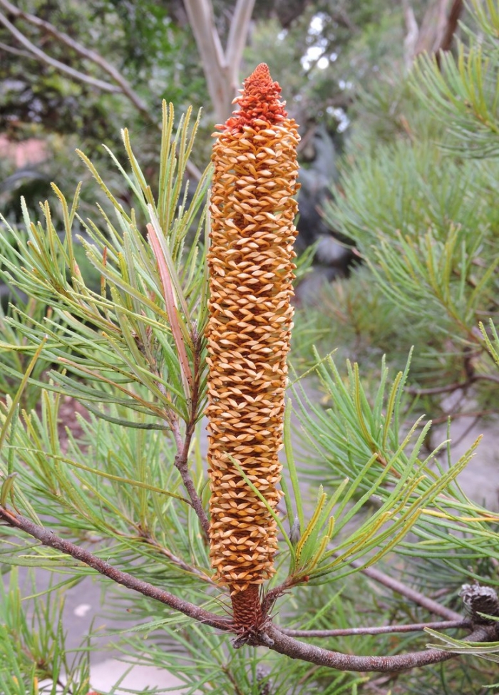 Banksia spinulosa