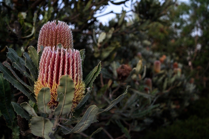 Банксия шишка