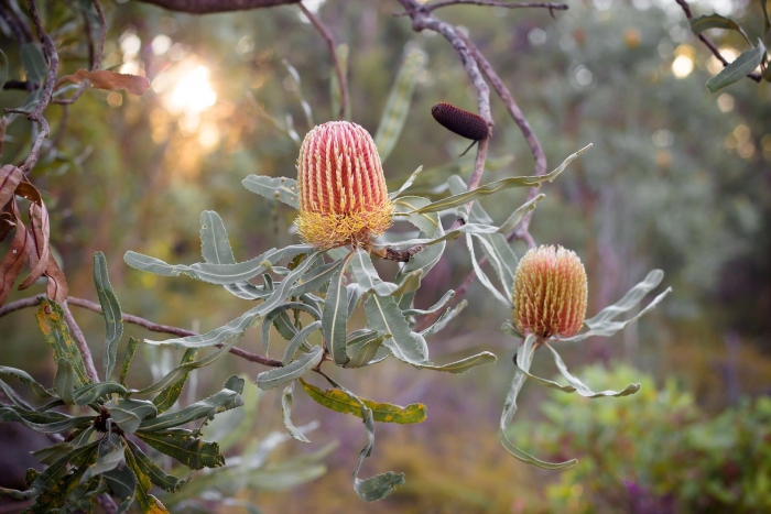 Банксия эндемик австралии