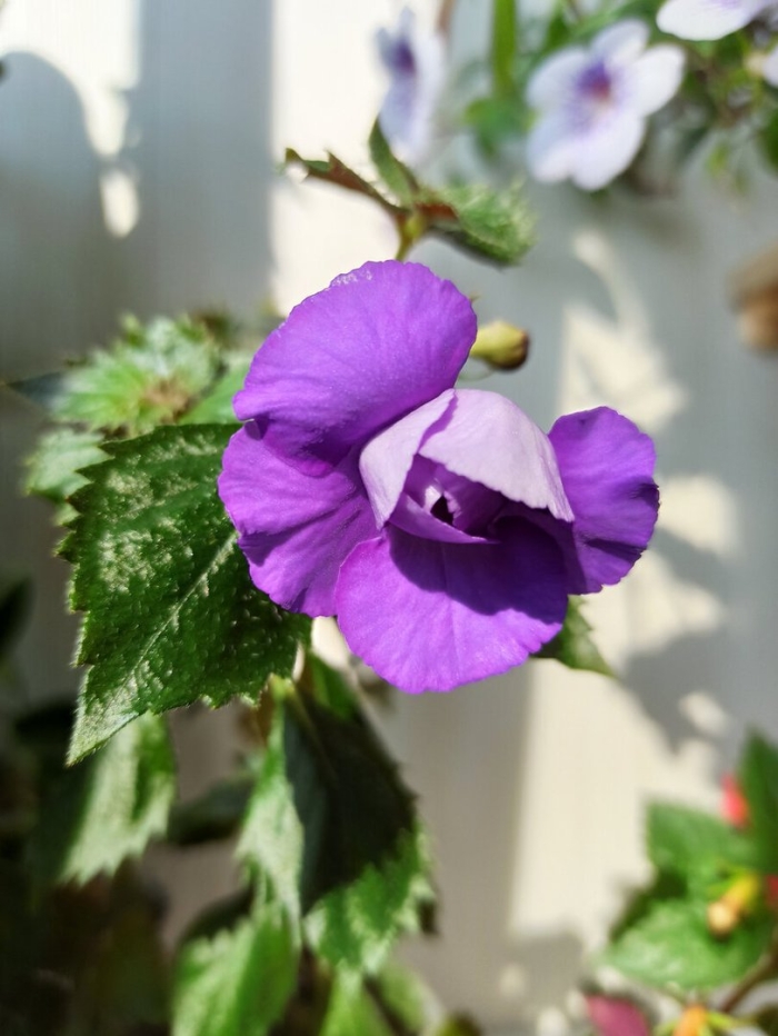 Ахименес фиолетовый