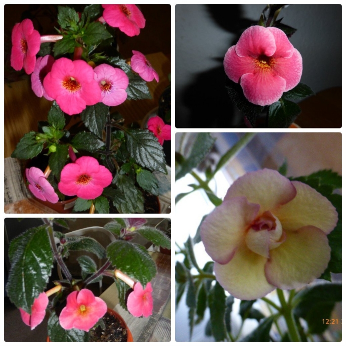 Ахименес дезире