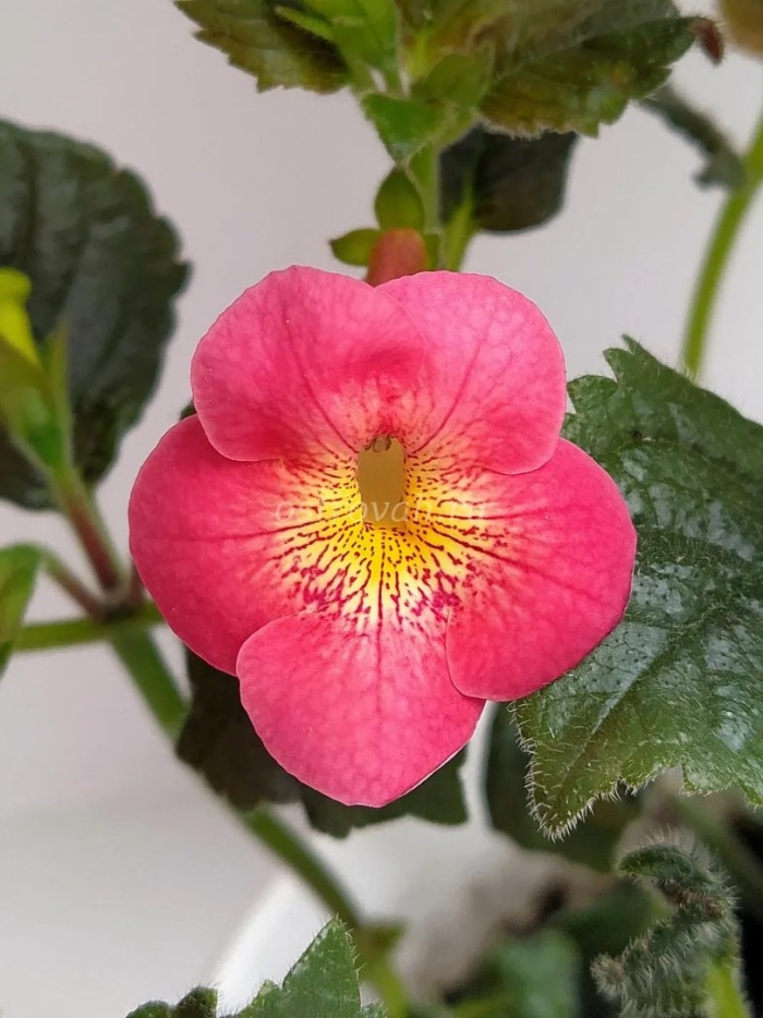 Ахименес aquarius