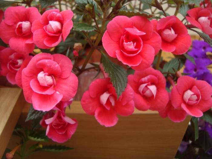 Ахименес этьен андерсон