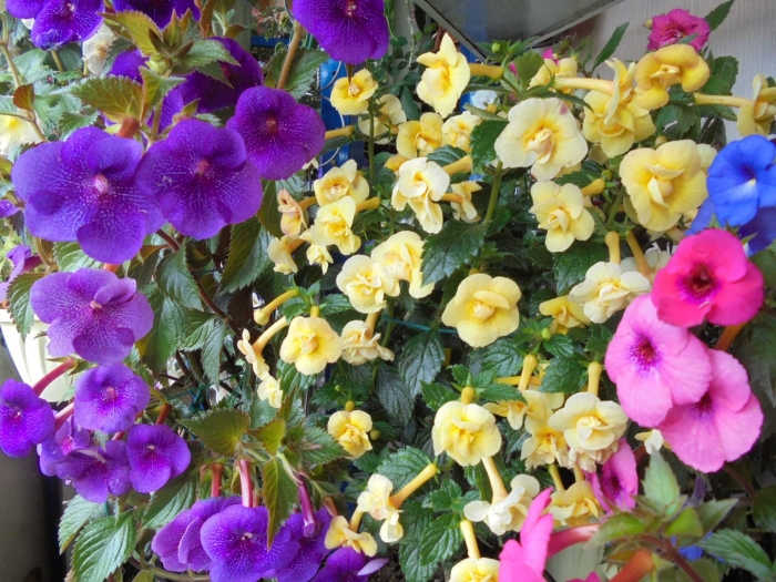 Ахименес luke leung