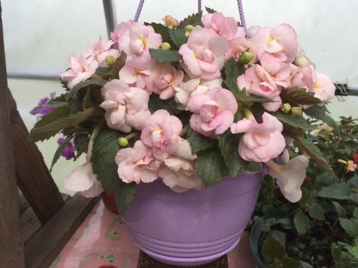 Ахименес гваделупа