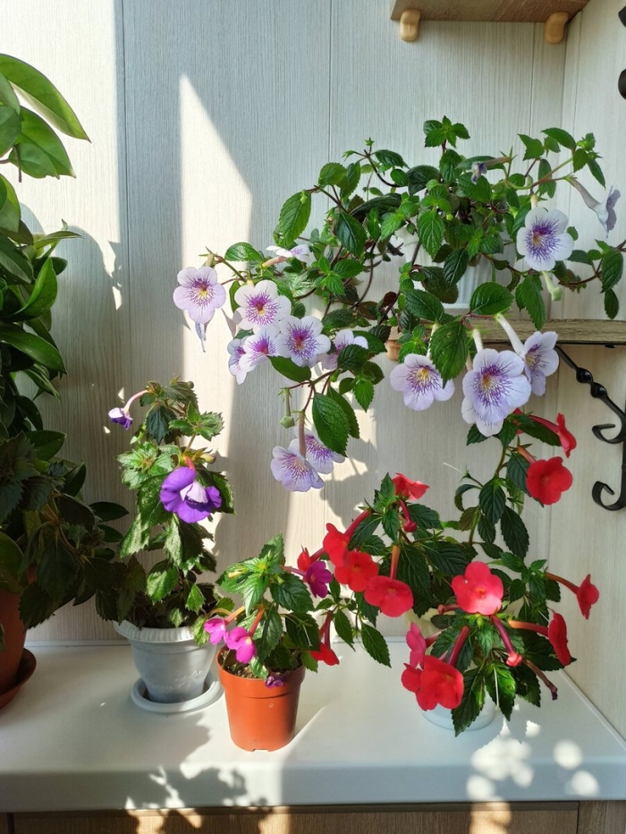 Ахименес уход и выращивание в домашних условиях