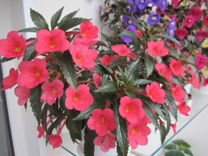 Ахименес sabrina