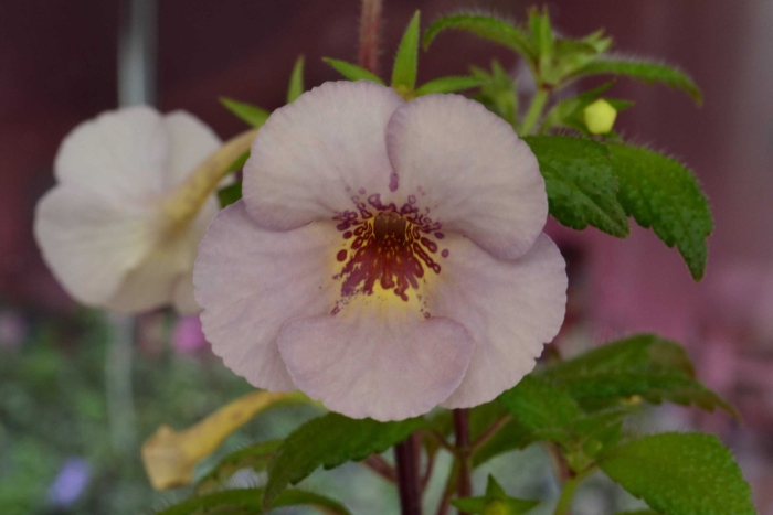 Achimenes ambroise verschaffelt