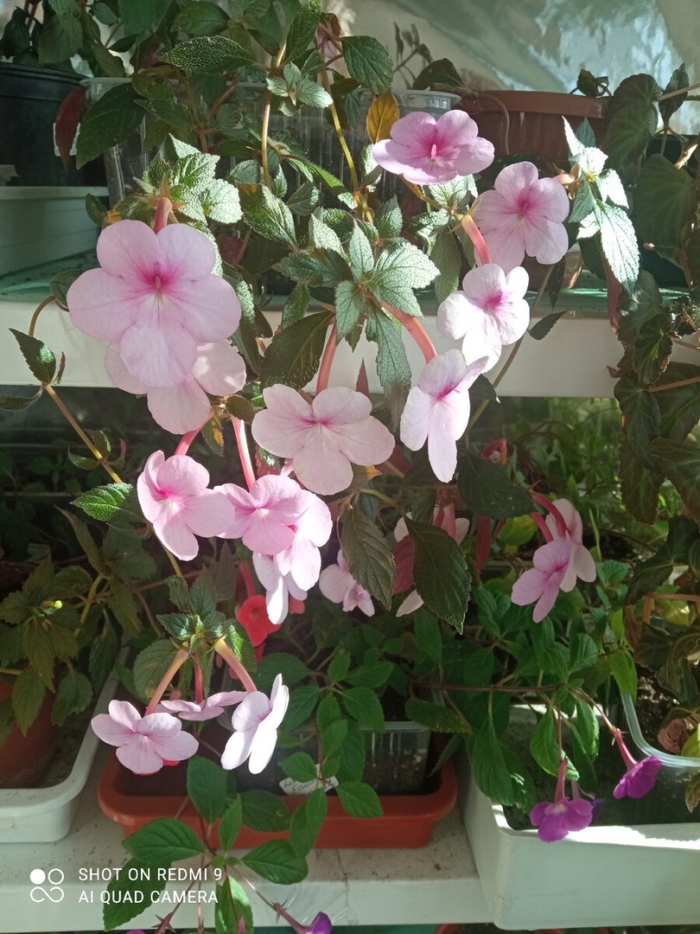 Ахименес цветок комнатный