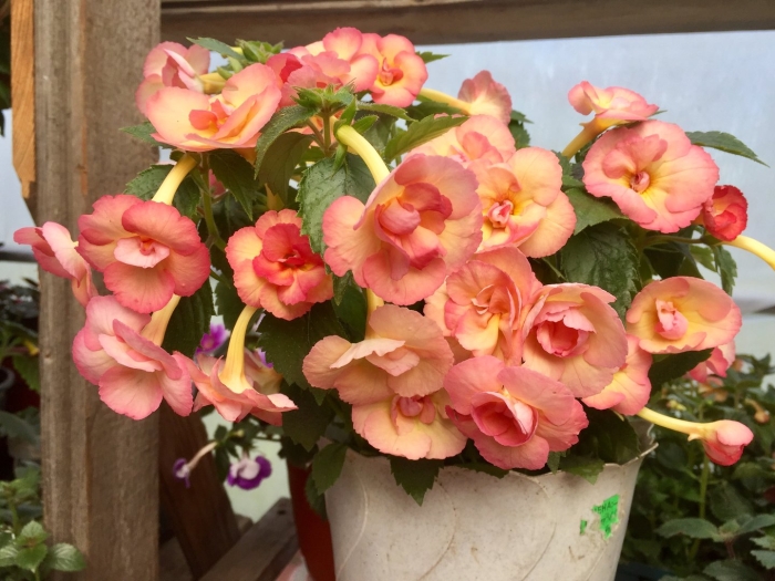 Ахименес тропикал даск