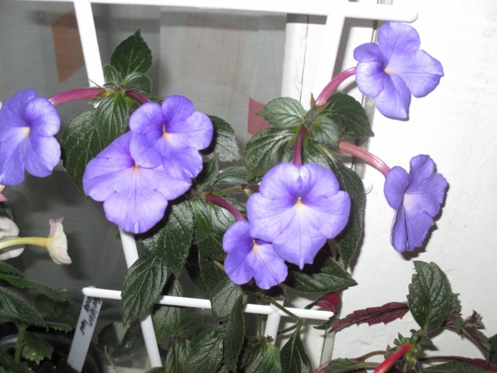 Ахименес цветок комнатный