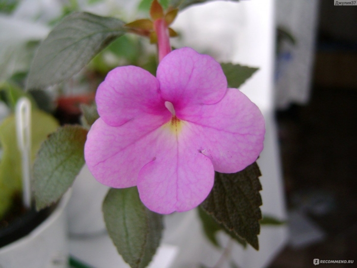 Ахименес пич блоссом