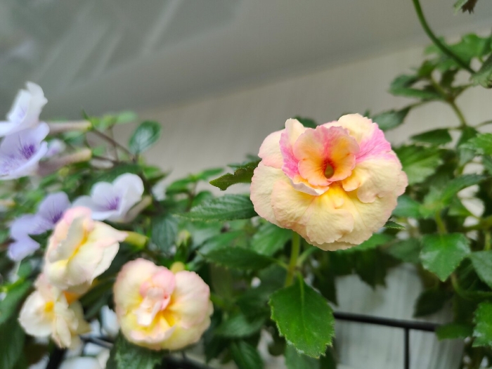 Ризома ахименеса