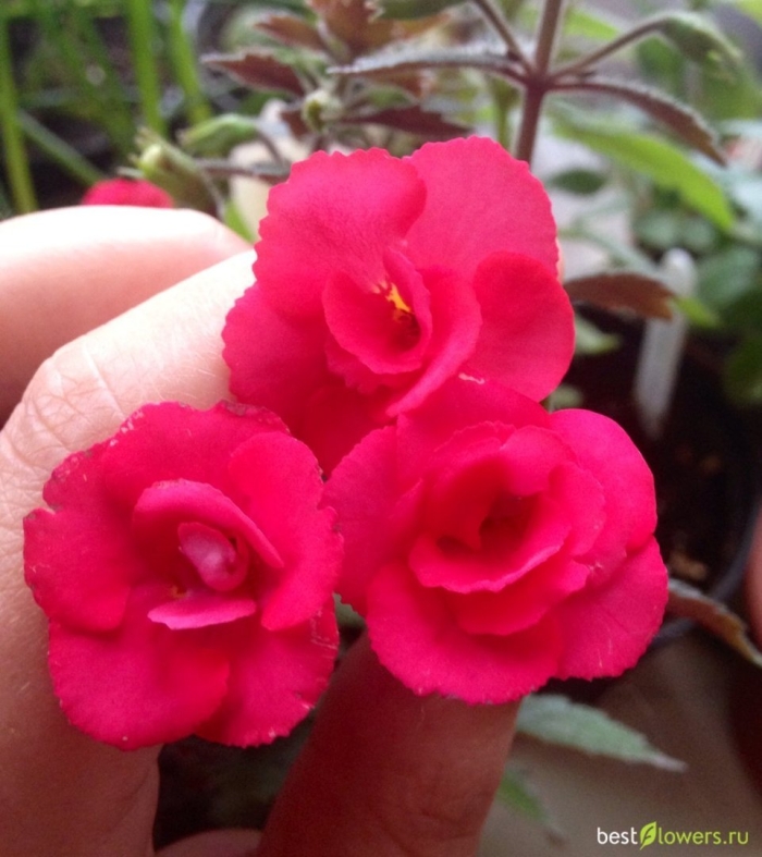 Ахименес красный