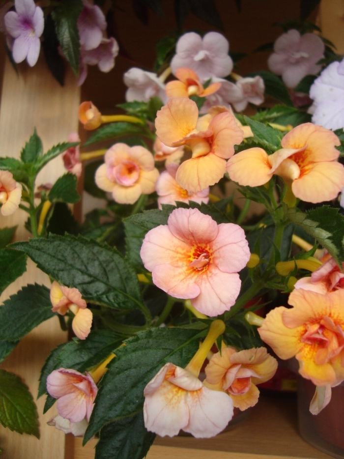 Ахименес orange orchard