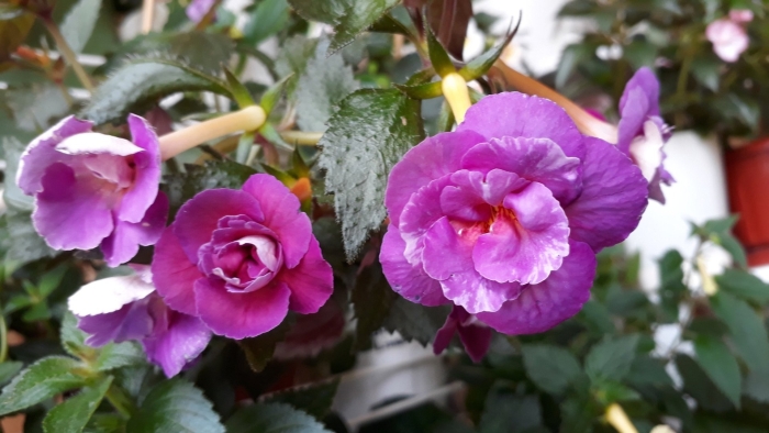 Ахименес nia