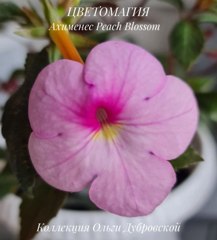 Ахименес apple blossom