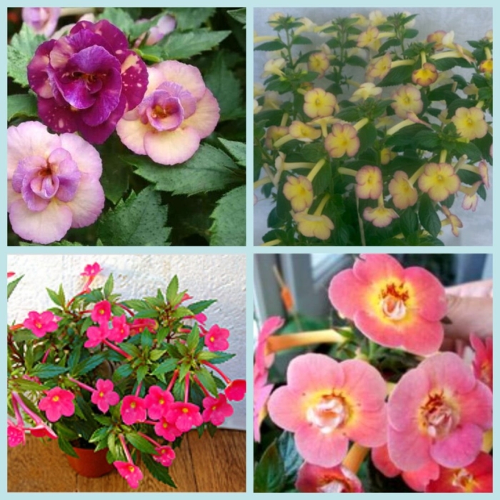 Ахименес tropical dusk