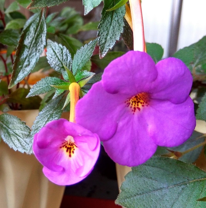 Ахименес вивид