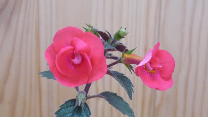 Ахименес фаллен ангел