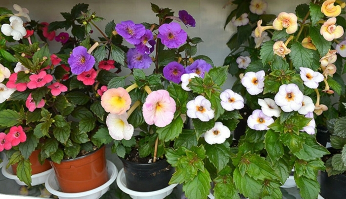 Ахименес тропикана