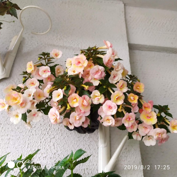 Ахименес lemon orchard