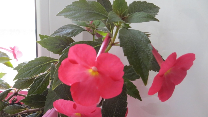 Ахименес sabrina