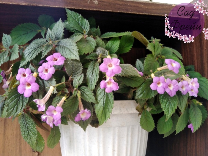 Ахименес sweet giant